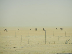 DSCN8802