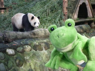 Froggy